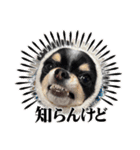 babyるぅ！やさぐれ編（個別スタンプ：19）