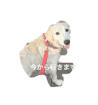 いたずらシェリーの楽しい毎日¨̮♡︎（個別スタンプ：2）