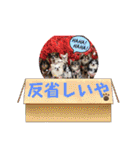 ちわわ〜ズ⑥（個別スタンプ：28）