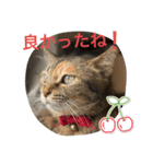 あんずちゃん其の12（個別スタンプ：9）