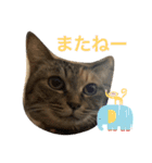 あんずちゃん其の12（個別スタンプ：11）