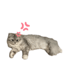 うちのねこ 雪若丸1（個別スタンプ：4）