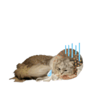 うちのねこ 雪若丸1（個別スタンプ：6）