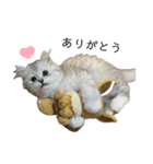 うちのねこ 雪若丸1（個別スタンプ：27）