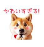 柴犬【リアル②】恋する❤️多めな柴ちゃん（個別スタンプ：22）