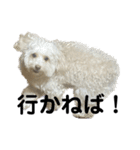 わんちゃち2（個別スタンプ：4）