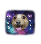 わんちゃち2（個別スタンプ：7）