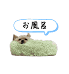 わんちゃち2（個別スタンプ：20）