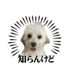 わんちゃち2（個別スタンプ：31）