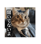 【サラリーマン】猫と申します。（個別スタンプ：38）