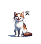 ドット絵 ハチワレ 白茶 日常会話（個別スタンプ：8）