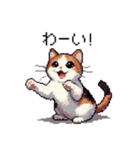 ドット絵 ハチワレ 白茶 日常会話（個別スタンプ：20）