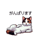 ドット絵 ハチワレ 白茶 日常会話（個別スタンプ：38）