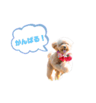ぴのぱるの日常（個別スタンプ：11）