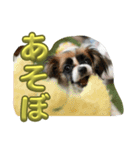 あたち、ムーン（個別スタンプ：1）