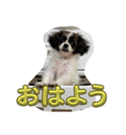 あたち、ムーン（個別スタンプ：3）