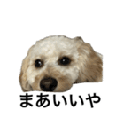 HIME 〜ひめと野良猫〜 Ver.3（個別スタンプ：5）
