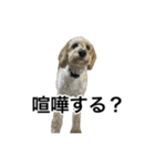 HIME 〜ひめと野良猫〜 Ver.3（個別スタンプ：14）