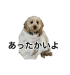 HIME 〜ひめと野良猫〜 Ver.3（個別スタンプ：15）