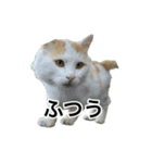 HIME 〜ひめと野良猫〜 Ver.3（個別スタンプ：25）