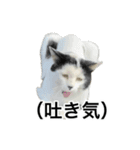 HIME 〜ひめと野良猫〜 Ver.3（個別スタンプ：26）