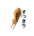 HIME 〜ひめと野良猫〜 Ver.3（個別スタンプ：28）