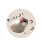ゆる文鳥。2（個別スタンプ：1）