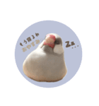 ゆる文鳥。2（個別スタンプ：2）