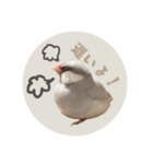 ゆる文鳥。2（個別スタンプ：3）