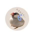 ゆる文鳥。2（個別スタンプ：4）