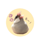 ゆる文鳥。2（個別スタンプ：5）