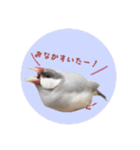 ゆる文鳥。2（個別スタンプ：6）