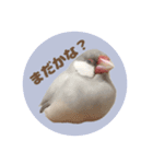 ゆる文鳥。2（個別スタンプ：7）
