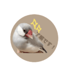 ゆる文鳥。2（個別スタンプ：8）