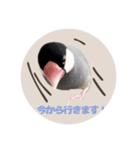 ゆる文鳥。2（個別スタンプ：9）