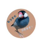 ゆる文鳥。2（個別スタンプ：10）
