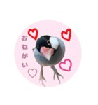 ゆる文鳥。2（個別スタンプ：11）