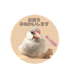 ゆる文鳥。2（個別スタンプ：12）
