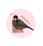 ゆる文鳥。2（個別スタンプ：13）