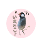 ゆる文鳥。2（個別スタンプ：14）