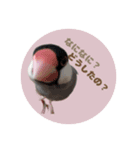 ゆる文鳥。2（個別スタンプ：15）