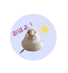 ゆる文鳥。2（個別スタンプ：16）