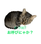 保護にゃんこ♡⃛SHIMAちゃん（個別スタンプ：6）
