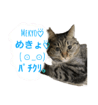 保護にゃんこ♡⃛SHIMAちゃん（個別スタンプ：8）