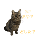 保護にゃんこ♡⃛SHIMAちゃん（個別スタンプ：9）