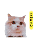 Princess Lilychan（個別スタンプ：6）