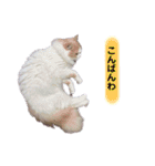 Princess Lilychan（個別スタンプ：7）