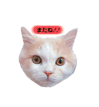 Princess Lilychan（個別スタンプ：16）