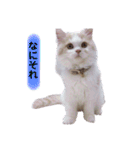 Princess Lilychan（個別スタンプ：40）