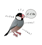 文鳥の日常スタンプ 24種！（個別スタンプ：8）